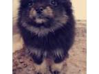 Pomeranian Puppy for sale in Albany, OR, USA