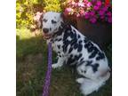 Dalmatian Puppy for sale in Duvall, WA, USA