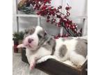 Alapaha Blue Blood Bulldog Puppy for sale in Venice, FL, USA