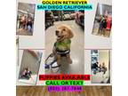 Golden Retriever (San Diego)