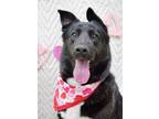 Adopt Gracie a Shepherd, Border Collie