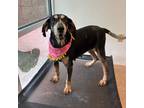 Adopt Annie a Bluetick Coonhound