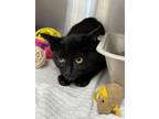 Adopt Chrissy Snow a Domestic Short Hair