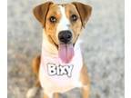 Adopt BIXY* a Australian Cattle Dog / Blue Heeler, Mixed Breed