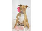 Adopt Nyla a Pit Bull Terrier