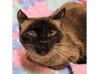 Adopt Simone - Rancho Cucamonga PetSmart a Domestic Short Hair