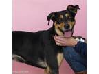 Adopt LUNA a German Shepherd Dog, Mixed Breed