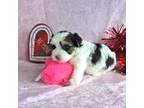 Biewer Terrier Puppy for sale in Dade City, FL, USA