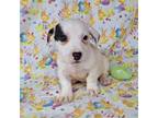 Westfork's Axel Registerrd JRT