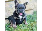 French Bulldog Puppy for sale in Warrenton, MO, USA