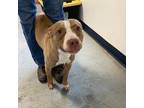 Adopt COCOA a Pit Bull Terrier