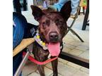 Adopt AYA a Dutch Shepherd, Mixed Breed