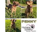 Adopt Penny a Retriever, Hound