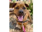 Adopt Mavis a Black Mouth Cur, Mixed Breed