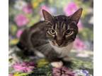 Adopt Bella the Beauty a Domestic Short Hair