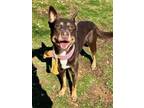 Adopt Cinnamon a Australian Kelpie