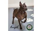 Adopt 24-01-0334b Angel a Pit Bull Terrier