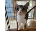 Adopt Jaden a Domestic Short Hair