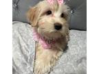 Yorkie poo Daisy