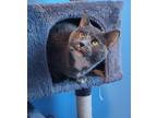 Adopt Olivia a Dilute Tortoiseshell