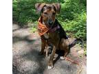 Adopt Cova a Black Mouth Cur