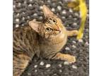 Adopt Miss Biscuit a Tabby