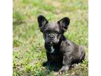 French Bulldog Puppy for sale in Warrenton, MO, USA