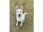 Adopt Snowy (sponsored adoption fee) a Mixed Breed