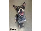 Adopt Virna a Australian Cattle Dog / Blue Heeler