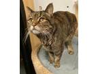 Adopt Abby a Tabby