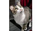 Adopt Bisby a Domestic Short Hair