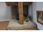 Adopt Alice a Tabby