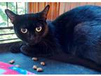 Adopt Astrid 1 year a Domestic Short Hair