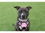 Adopt Diamond a Pit Bull Terrier