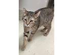 Adopt Ola a Domestic Short Hair