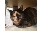 Adopt Magna a Domestic Short Hair