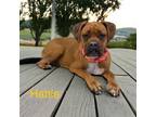 Adopt Hattie a Boxer