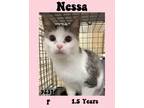 Adopt Nessa a Domestic Short Hair