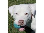 Adopt Icicle a Pit Bull Terrier, Mixed Breed