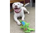 Adopt Icicle a Pit Bull Terrier, Mixed Breed