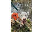 Adopt Icicle a Pit Bull Terrier, Mixed Breed