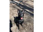 Adopt Luna a German Shepherd Dog