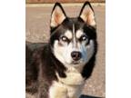 Adopt 24-80 Kiara a Siberian Husky