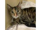 Adopt Andrea a Domestic Short Hair, Torbie