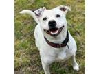 Adopt Moon Doggie a Pit Bull Terrier