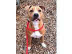 Adopt Punkin Yrly 27 a Pit Bull Terrier
