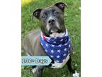 Adopt Gracie a Boxer, Pit Bull Terrier