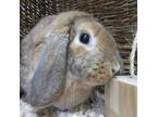 Adopt Maddie a Mini Lop