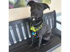 Adopt Florence a Labrador Retriever