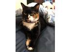 Adopt Bella a Tortoiseshell